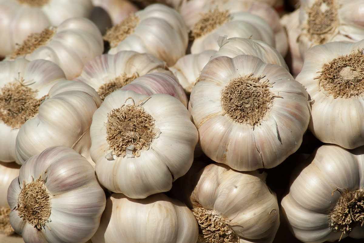 garlic advantages and disadvantages