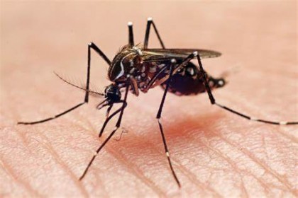 dengue myths